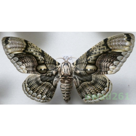 Brahmaea hearseyi White, 1862 male ex. ovo China 112mm69d